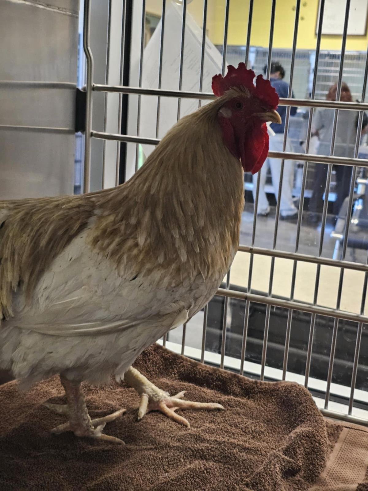 CLUCK NORRIS - Orpington available for adoption