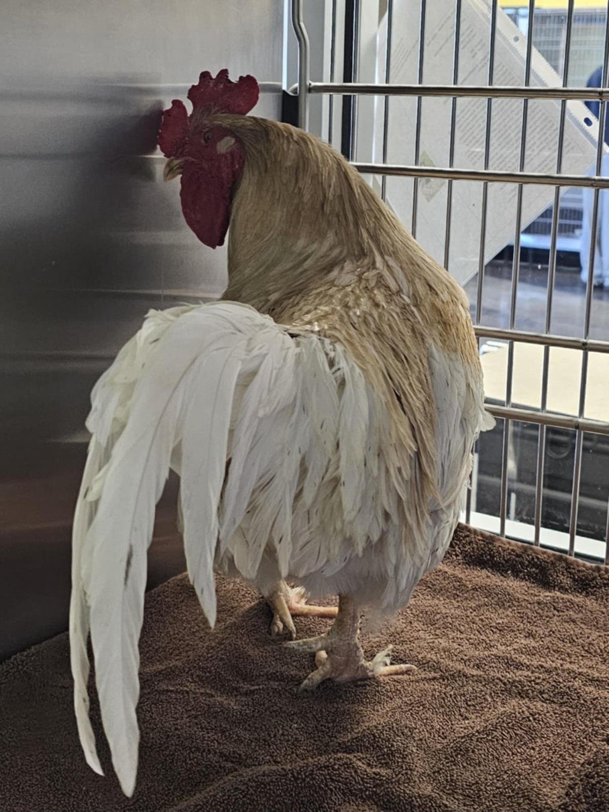 CLUCK NORRIS - Orpington available for adoption