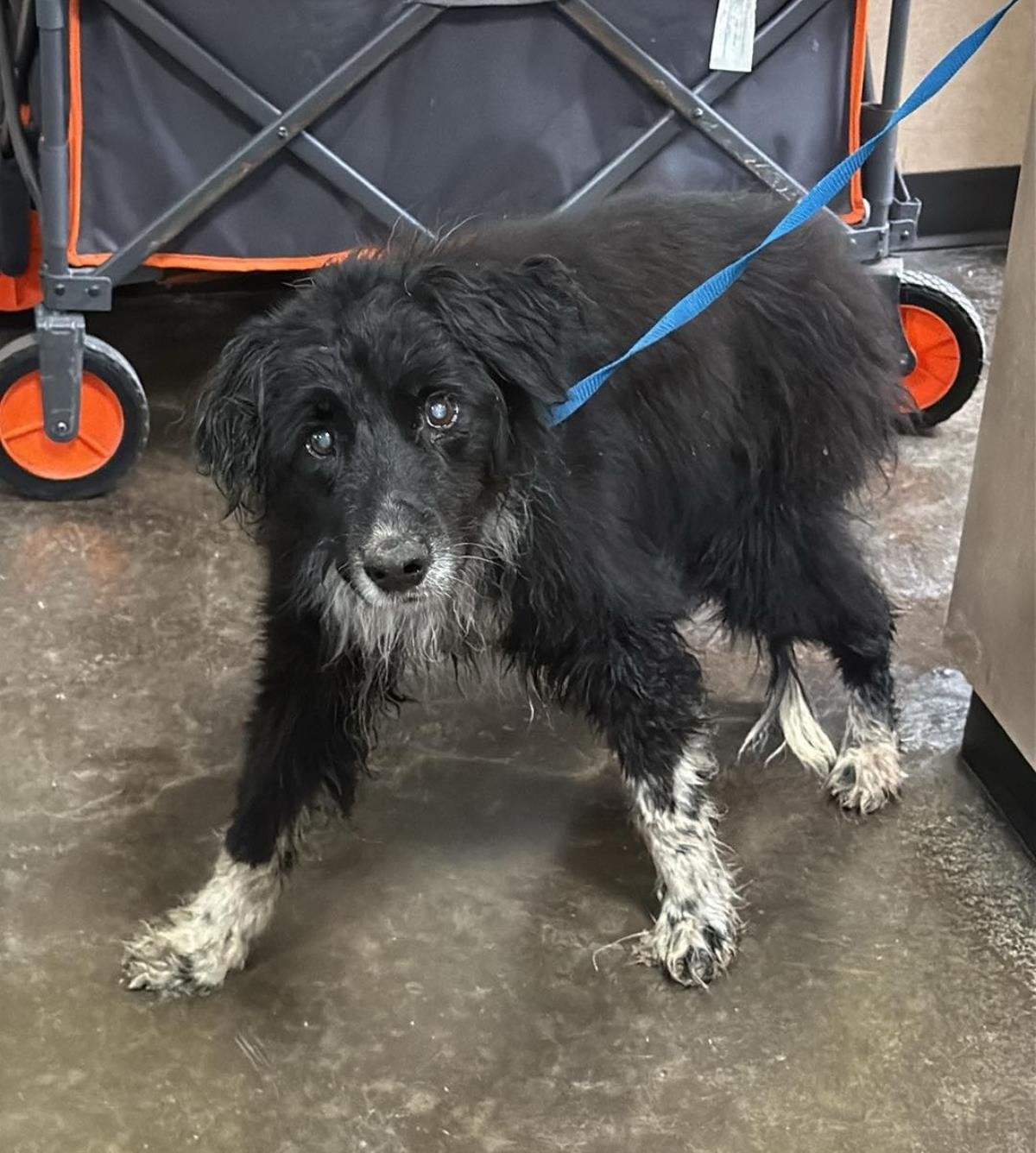 FOUND STRAY: GRETCHEN - English Setter / Border Collie available for adoption