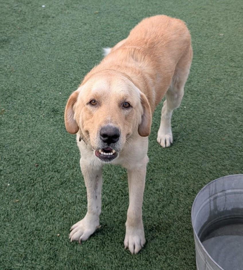 WALTER - Labrador Retriever available for adoption
