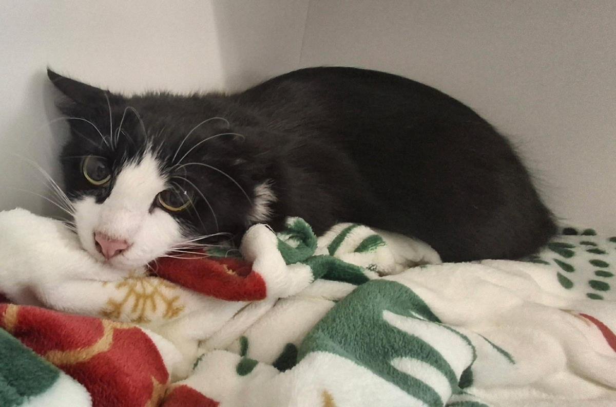 SOX - Domestic Short Hair / Manx available for adoption