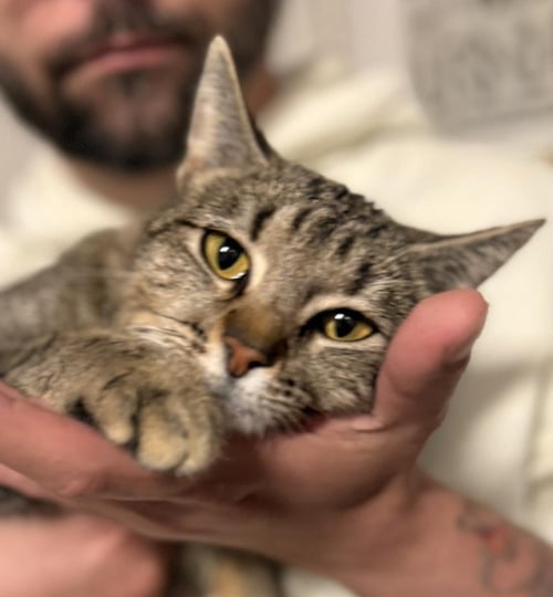 SAMI- IN FOSTER - Domestic Short Hair available for adoption