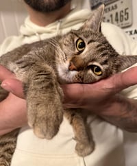 Sami- In Foster - Photo 2