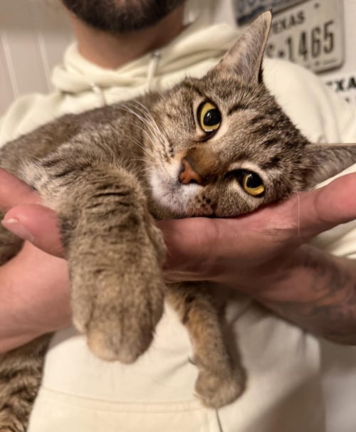 SAMI- IN FOSTER - Domestic Short Hair available for adoption