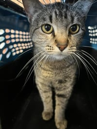 Sami- In Foster - Photo 3