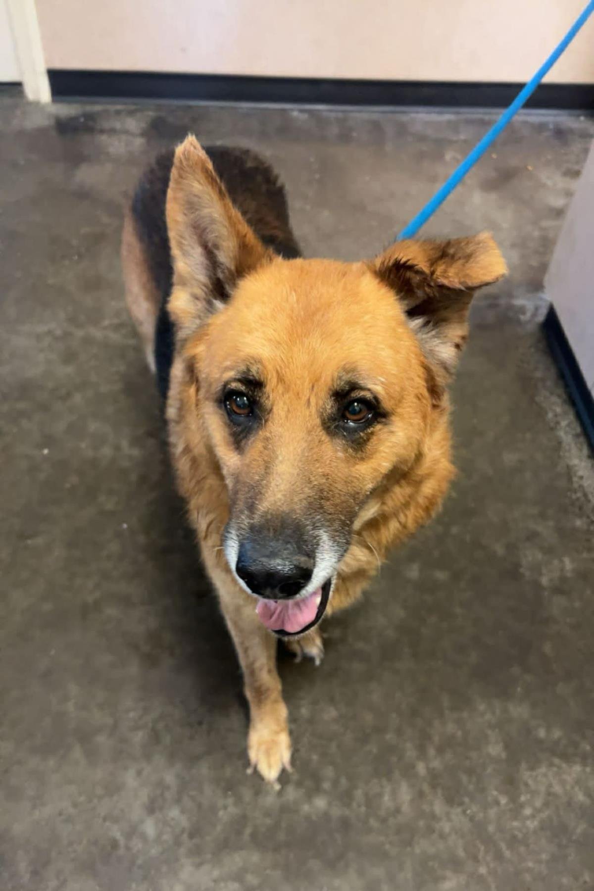 FOUND STRAY: MOGLY - German Shepherd Dog available for adoption