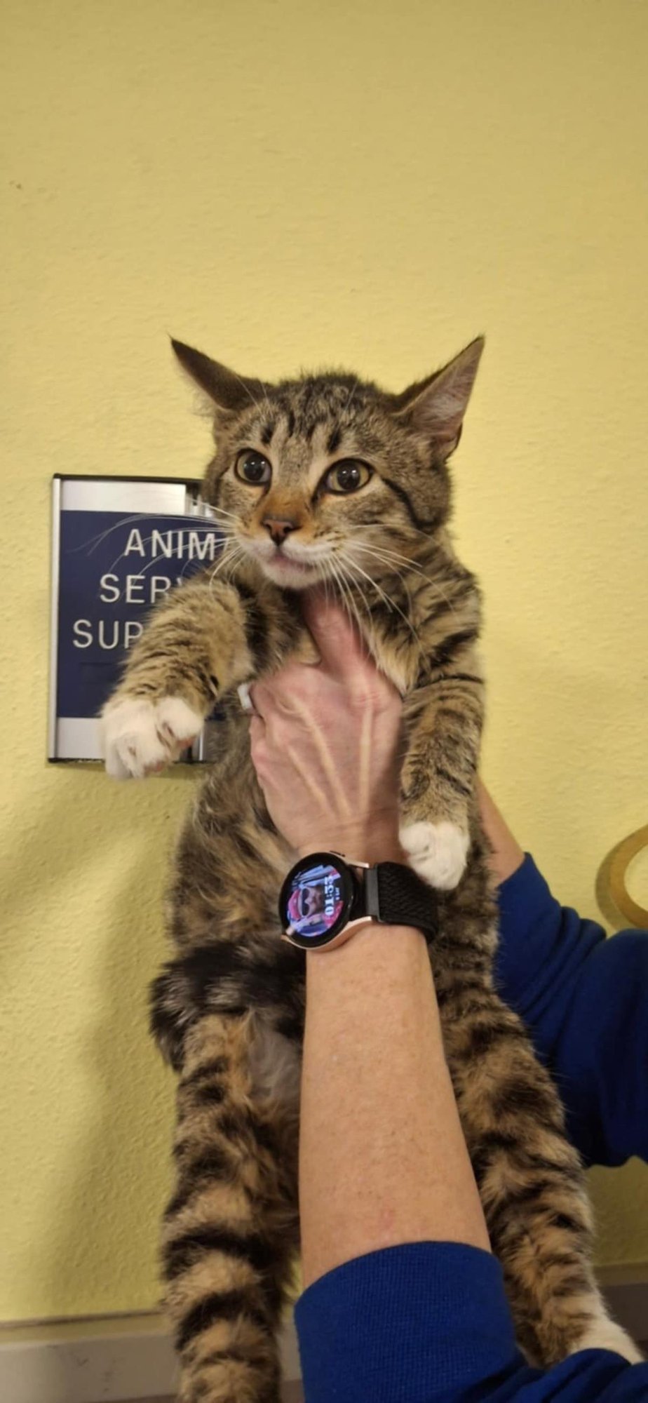 ZANE - Domestic Short Hair available for adoption