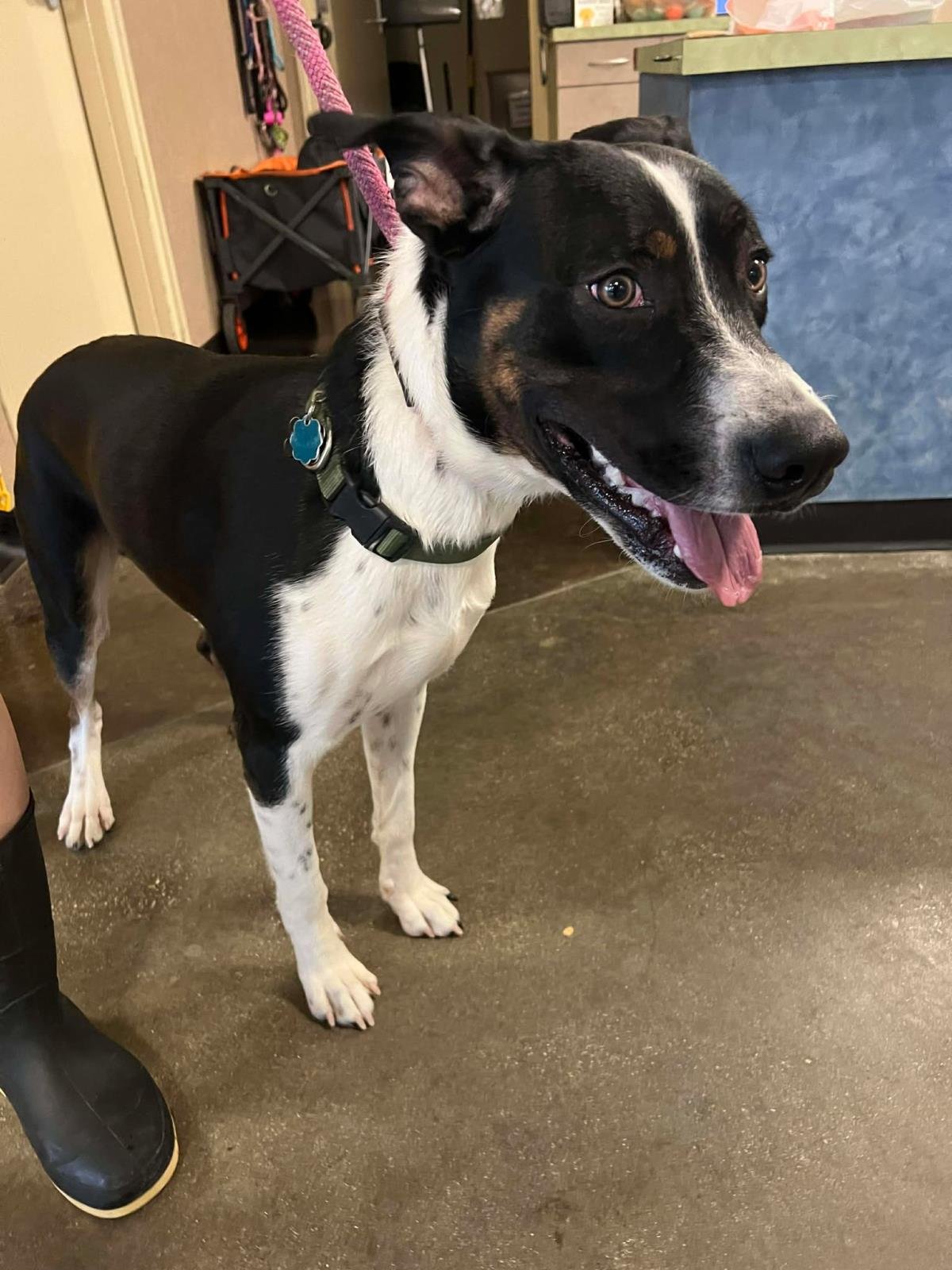 ROME - Australian Cattle Dog/Blue Heeler available for adoption