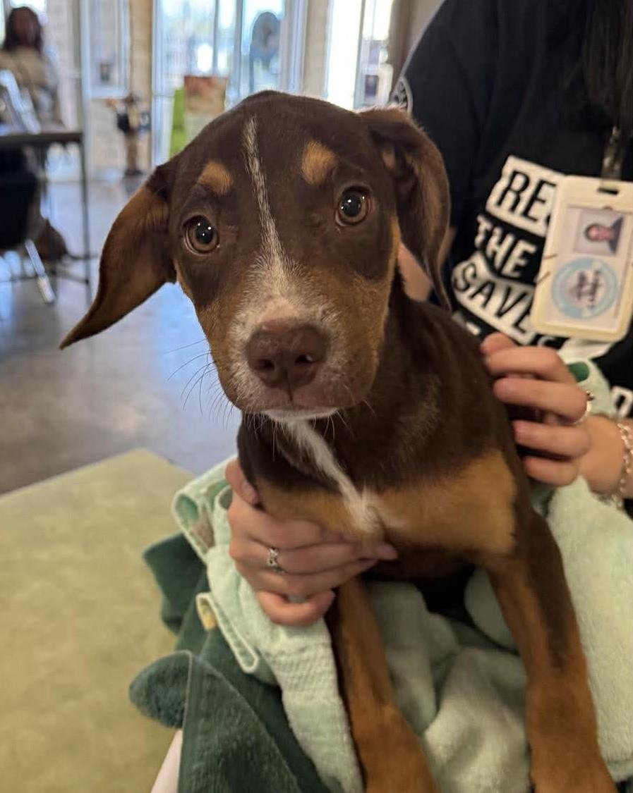 SUMMER - Labrador Retriever available for adoption