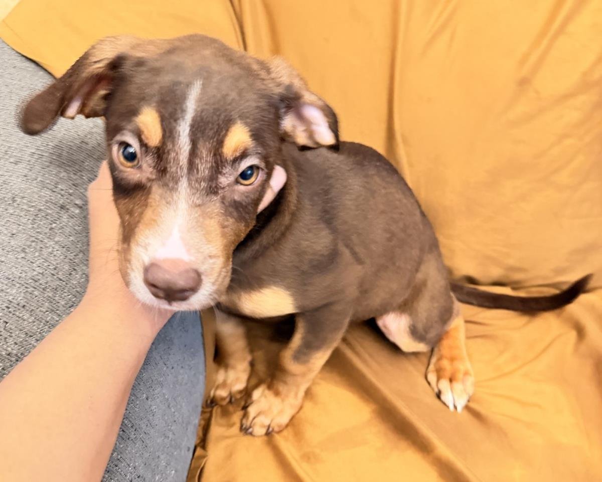 SUMMER - Labrador Retriever available for adoption