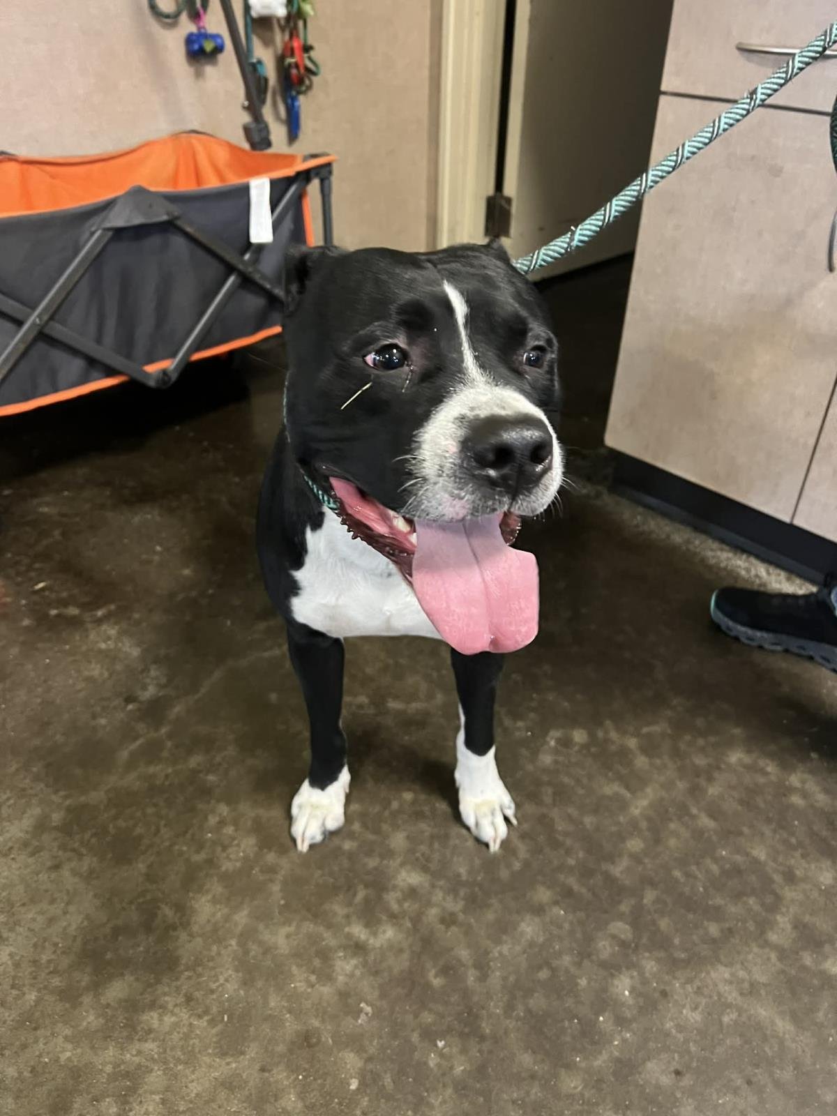 TITUS - American Pit Bull Terrier available for adoption