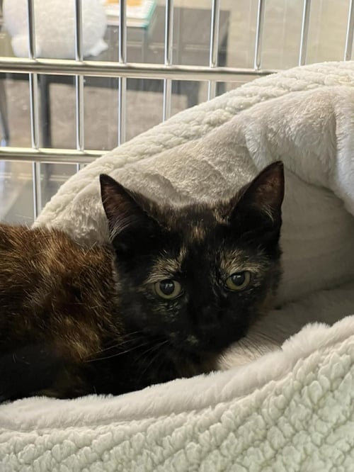 DAHLIA - Domestic Short Hair available for adoption