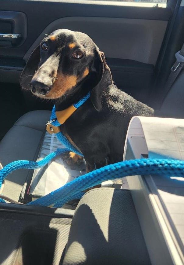 FOUND STRAY: OSCAR - Dachshund available for adoption