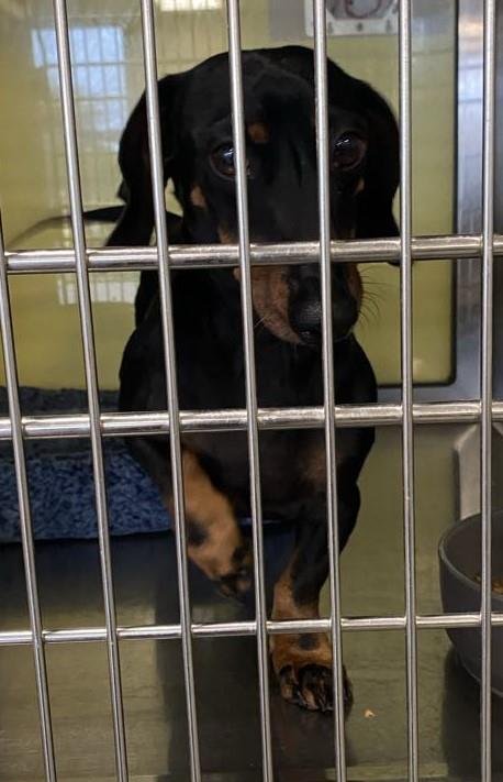 FOUND STRAY: OSCAR - Dachshund available for adoption