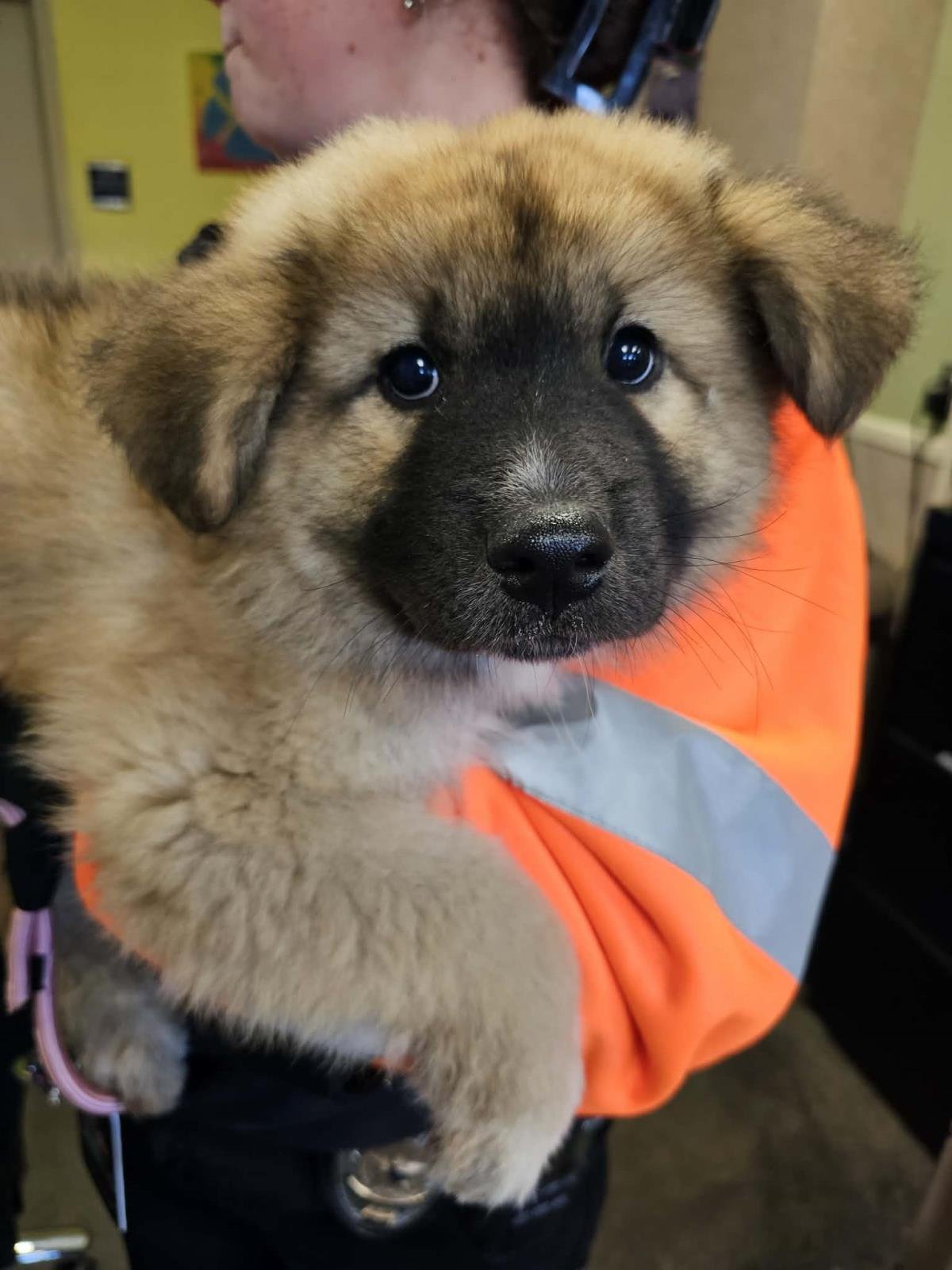 YOGI PAW-ERRA - Anatolian Shepherd available for adoption