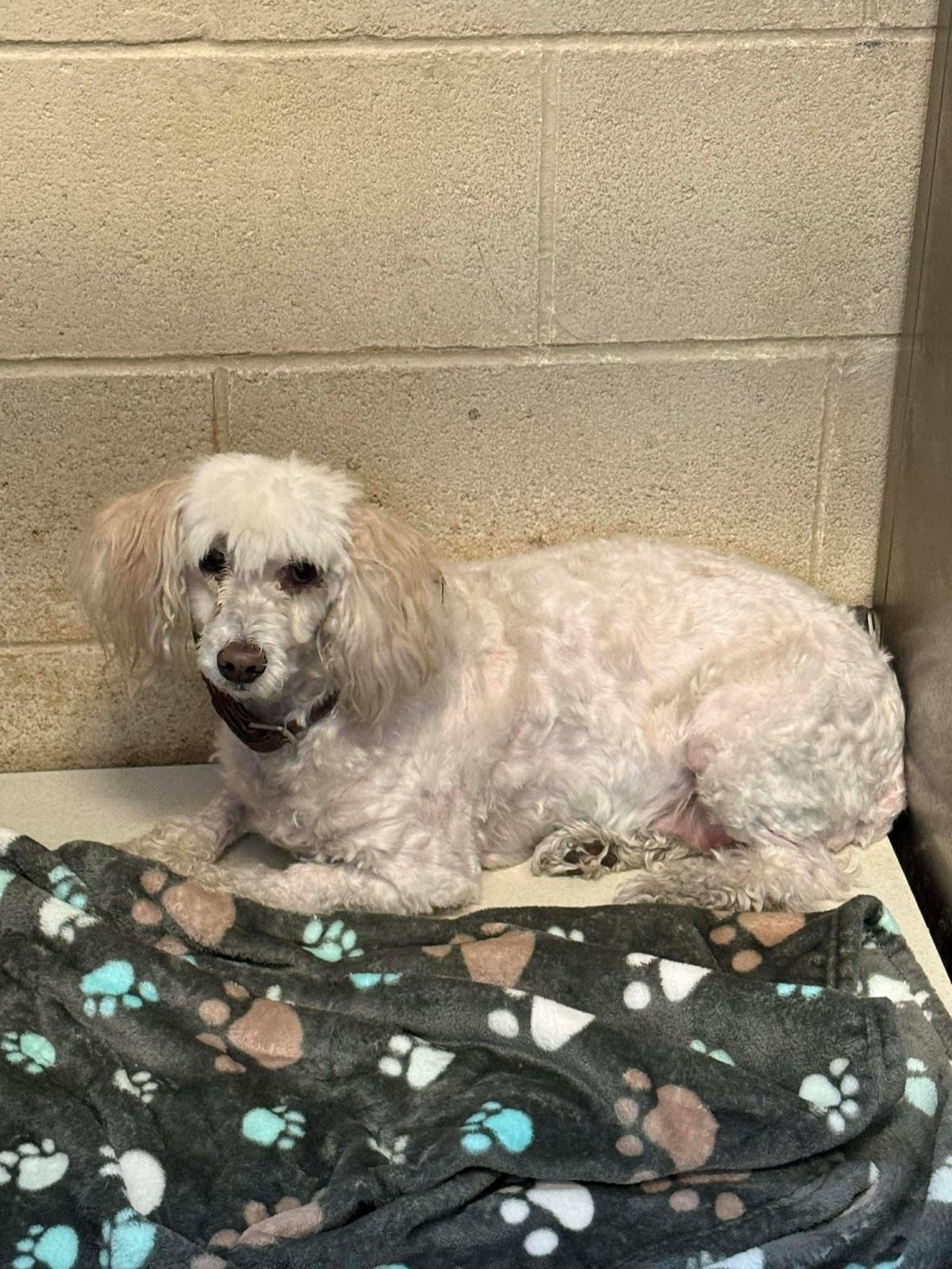 FOUND STRAY: PRINCESA - Poodle (Miniature) available for adoption