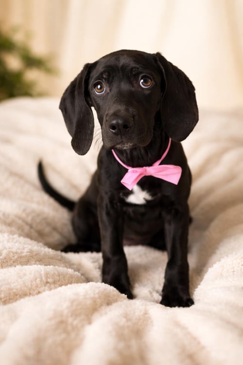 EVE - Weimaraner / Cane Corso Mastiff available for adoption