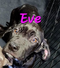 Eve - Photo 2
