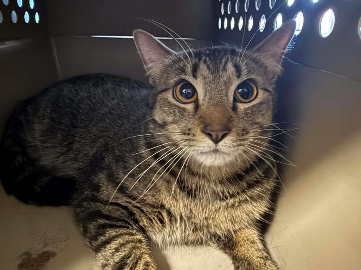 CLINT - Domestic Short Hair available for adoption