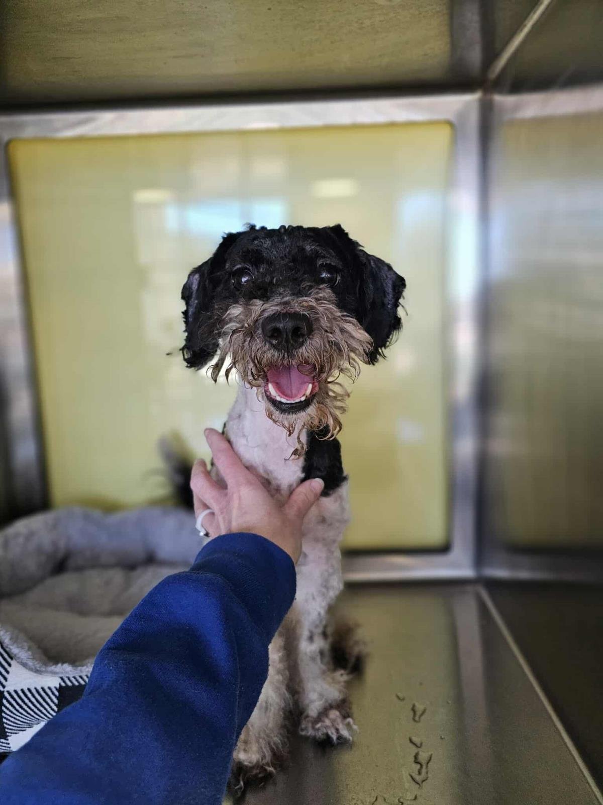 SMOKEY - Schnauzer / Poodle (Miniature) available for adoption
