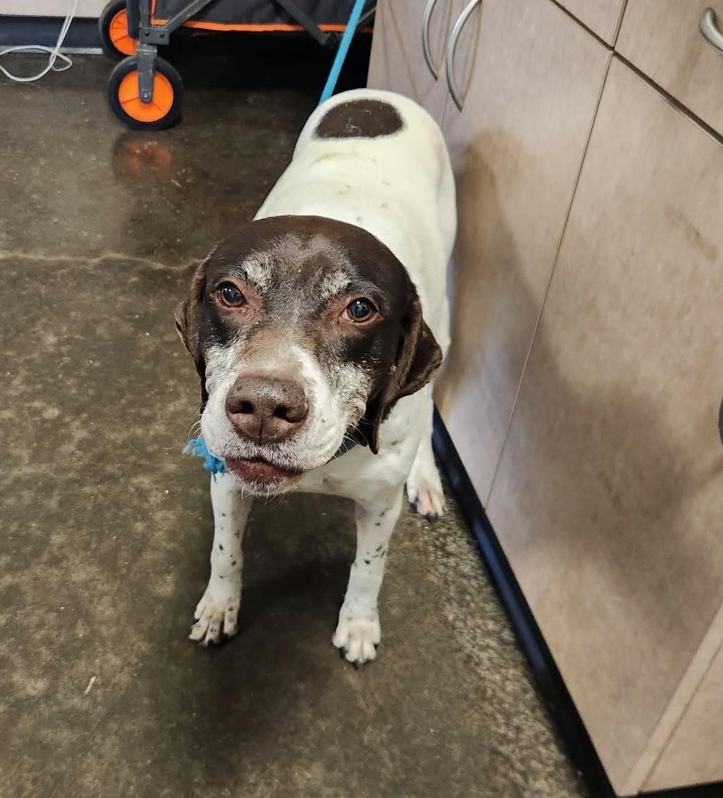 RIPLEY - German Shorthaired Pointer / English Pointer available for adoption