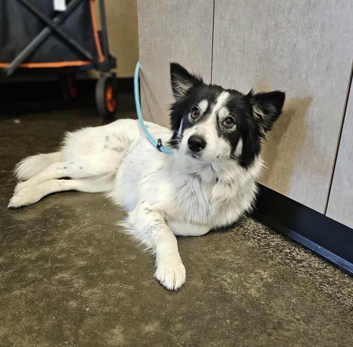 RYLEE - Border Collie available for adoption