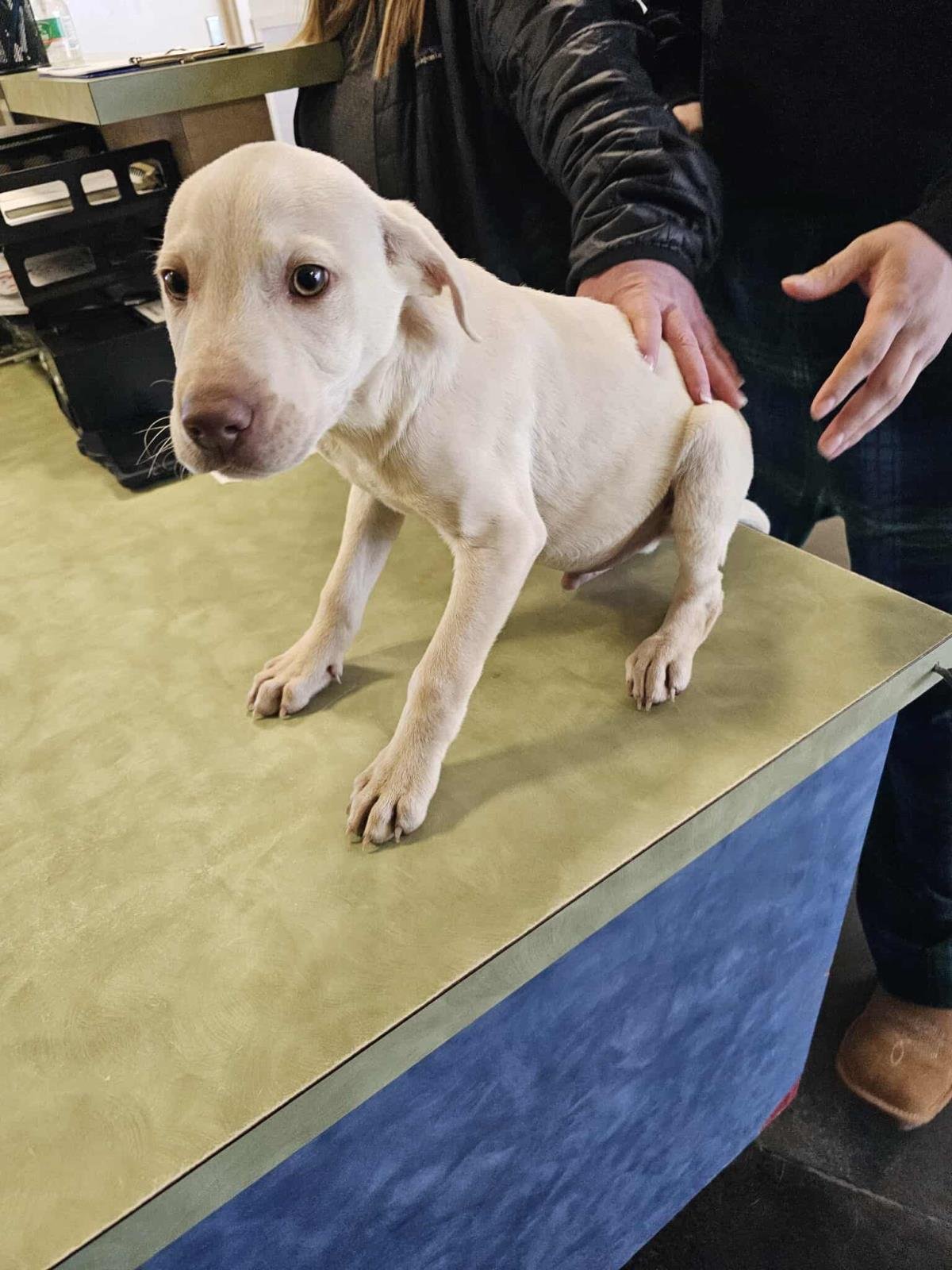 DOC PAWLIDAY - Labrador Retriever available for adoption