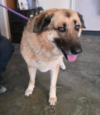 Found stray: Swiss - Photo 1