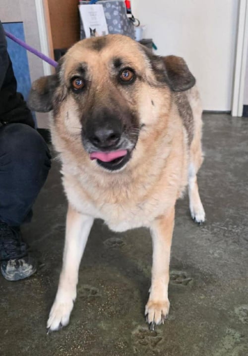 FOUND STRAY: SWISS - Anatolian Shepherd available for adoption