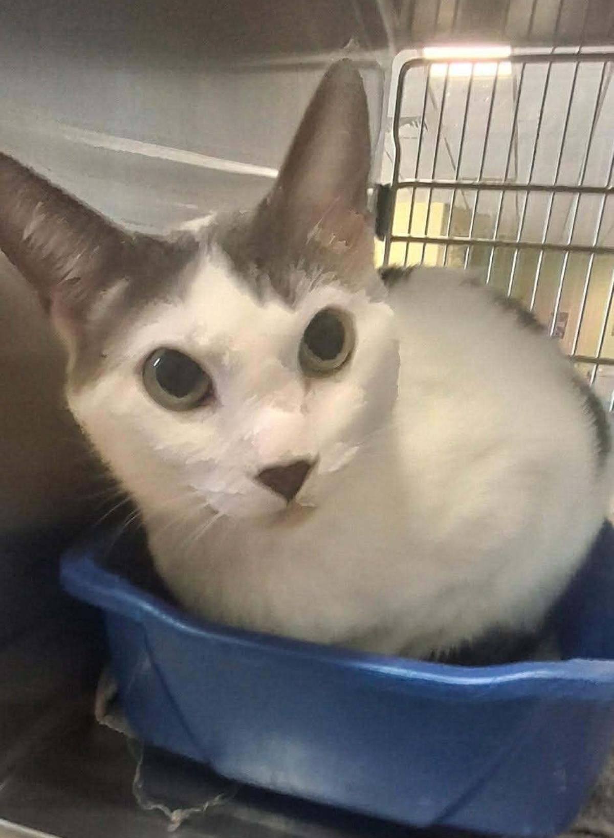 MAX - Domestic Short Hair available for adoption