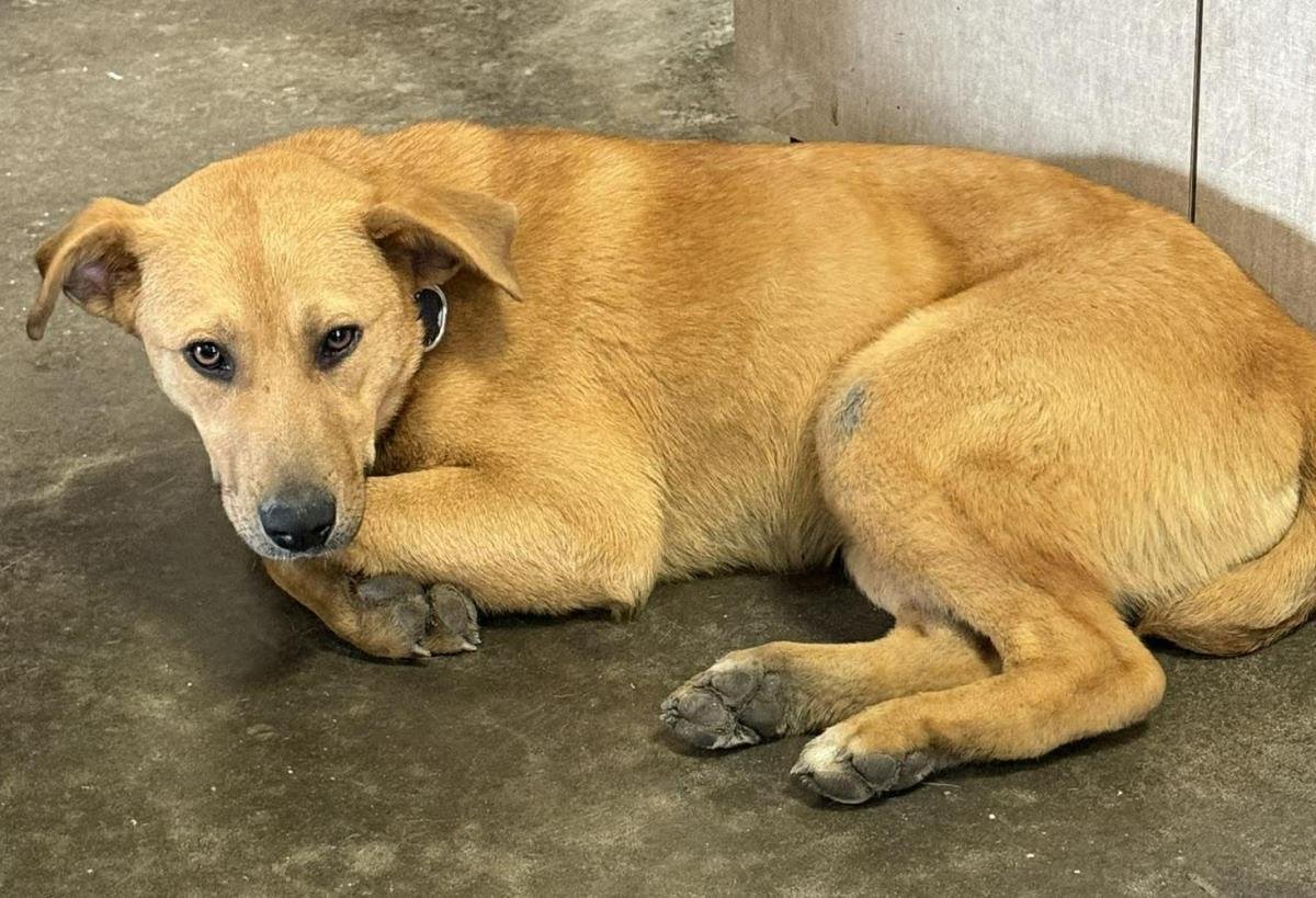 RACHEL - Red Heeler available for adoption