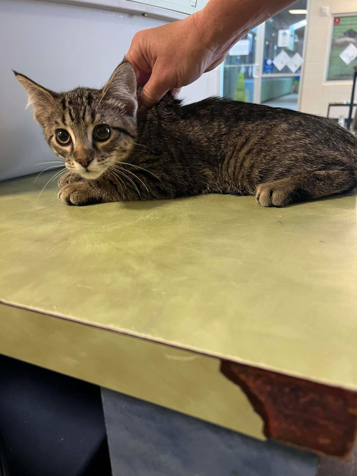 NIGEL - Domestic Short Hair available for adoption