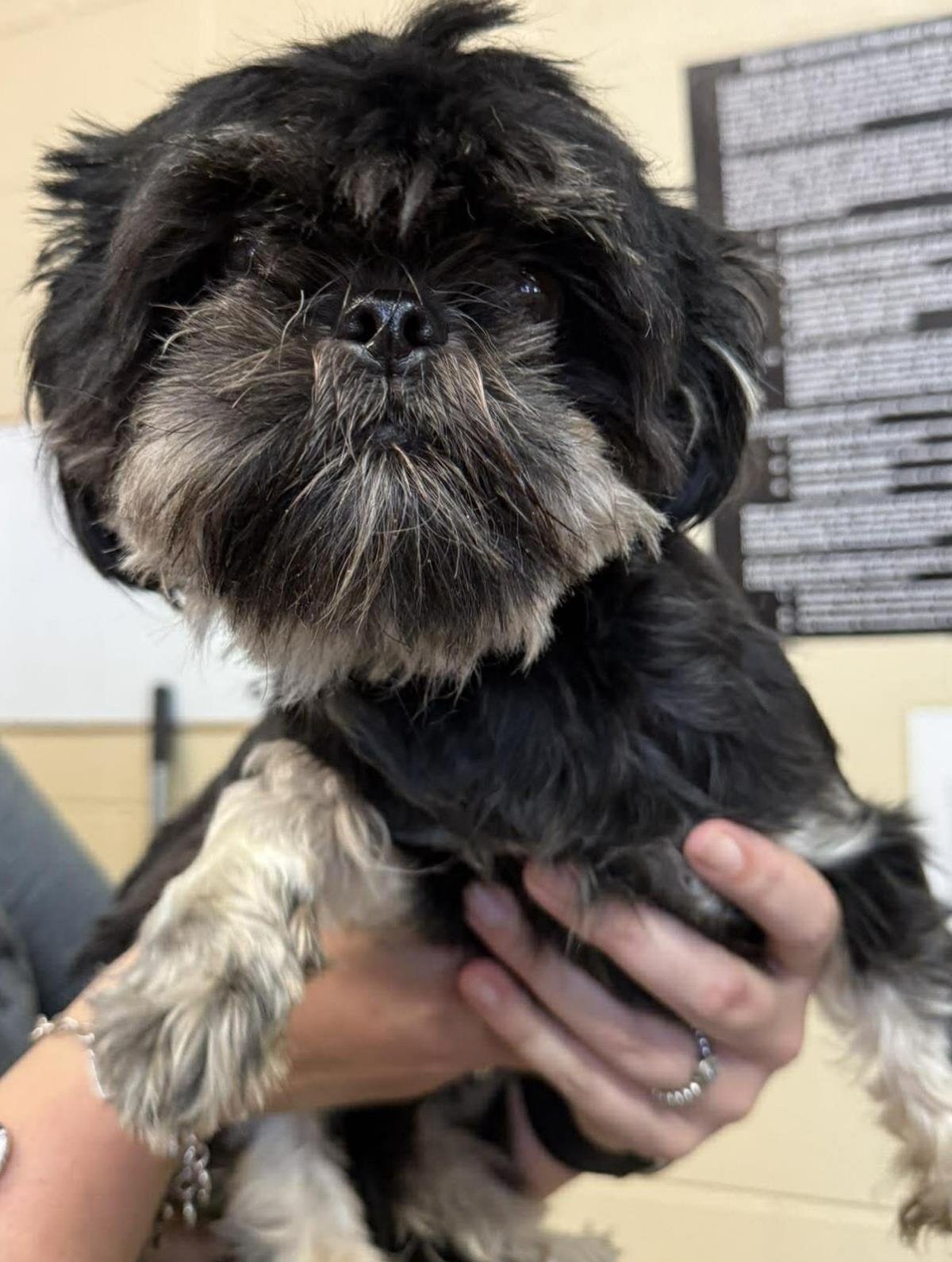 FOUND STRAY: BRISA - Shih Tzu available for adoption