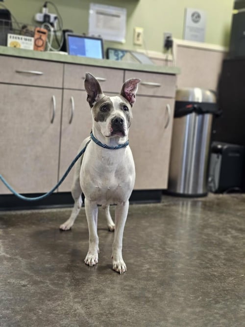 FOUND STRAY: ZOIE - Pit Bull Terrier available for adoption