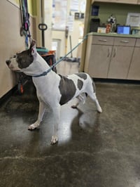 Found stray: Zoie - Photo 2