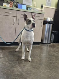 Found stray: Zoie - Photo 3