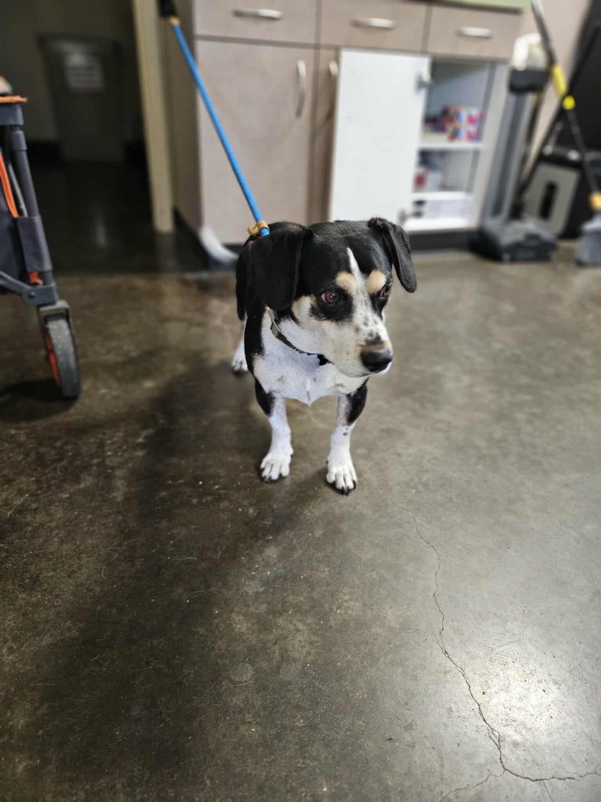 FOUND STRAY: RUFUS - Beagle available for adoption