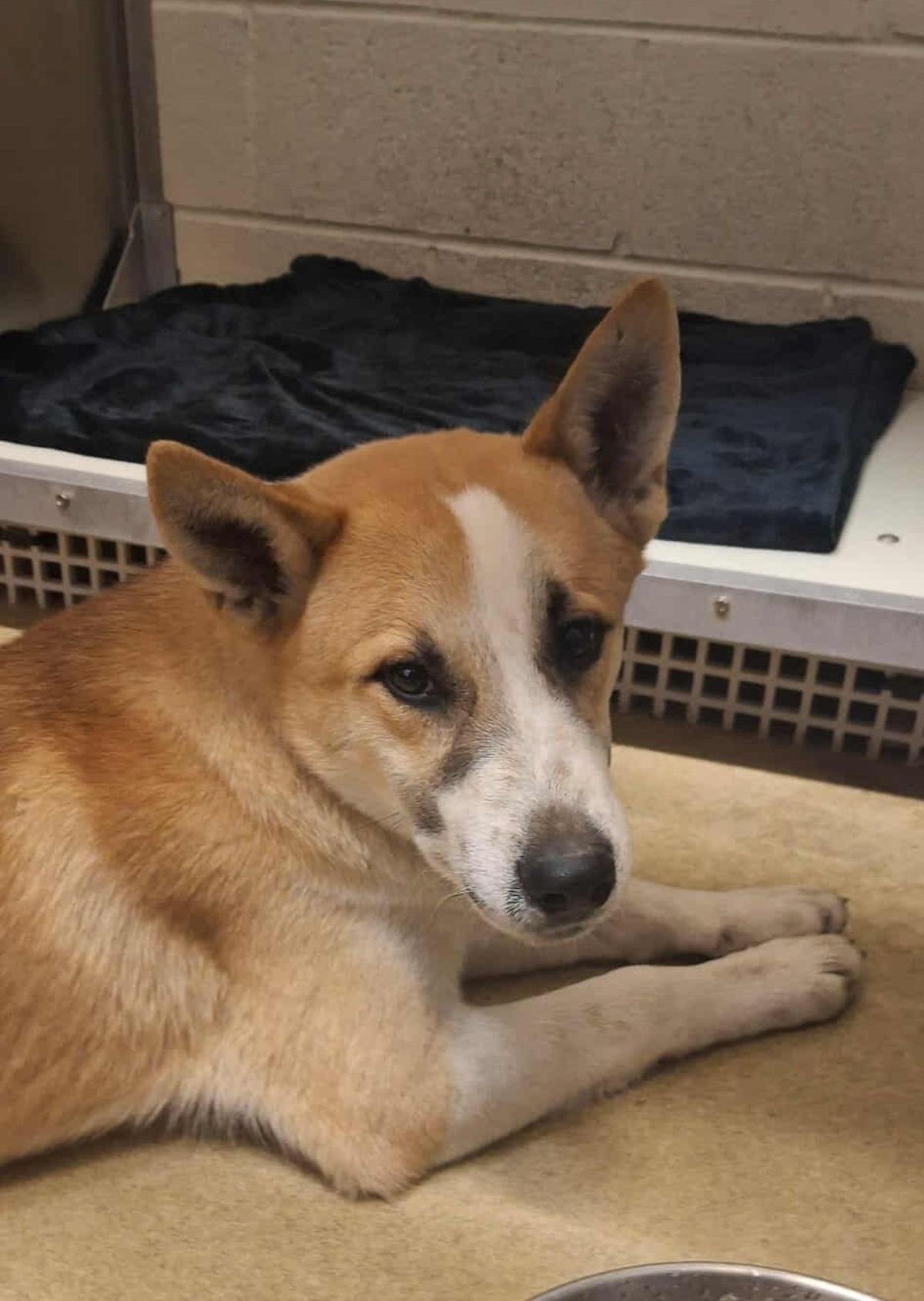 SHRIMP - Shiba Inu / Shepherd available for adoption