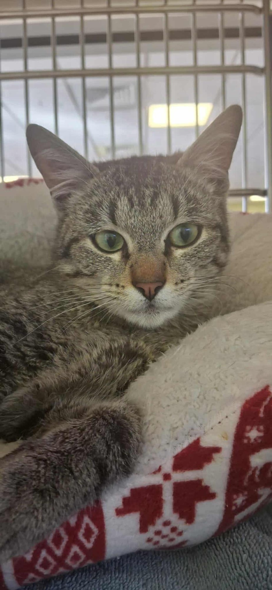 TORRENTE - Domestic Short Hair available for adoption