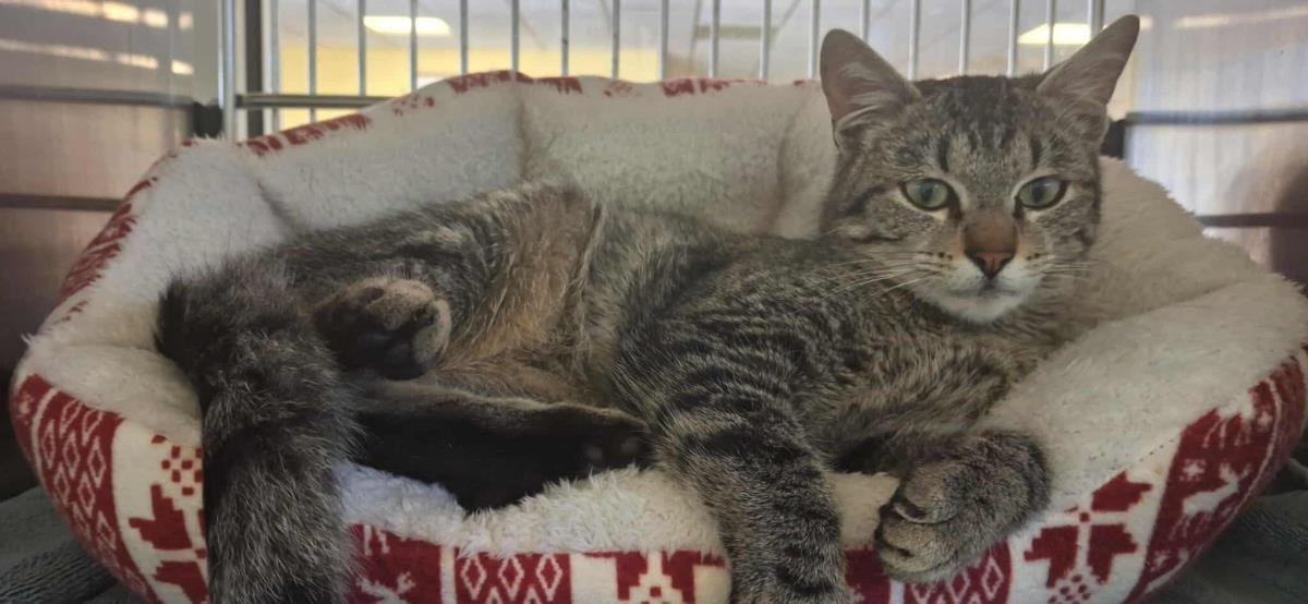 TORRENTE - Domestic Short Hair available for adoption