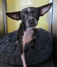 Found stray: Hershey - Photo 1