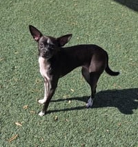 Found stray: Hershey - Photo 2