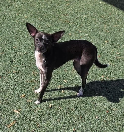 FOUND STRAY: HERSHEY - Chihuahua / Dachshund available for adoption