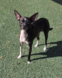 Found stray: Hershey - Photo 3