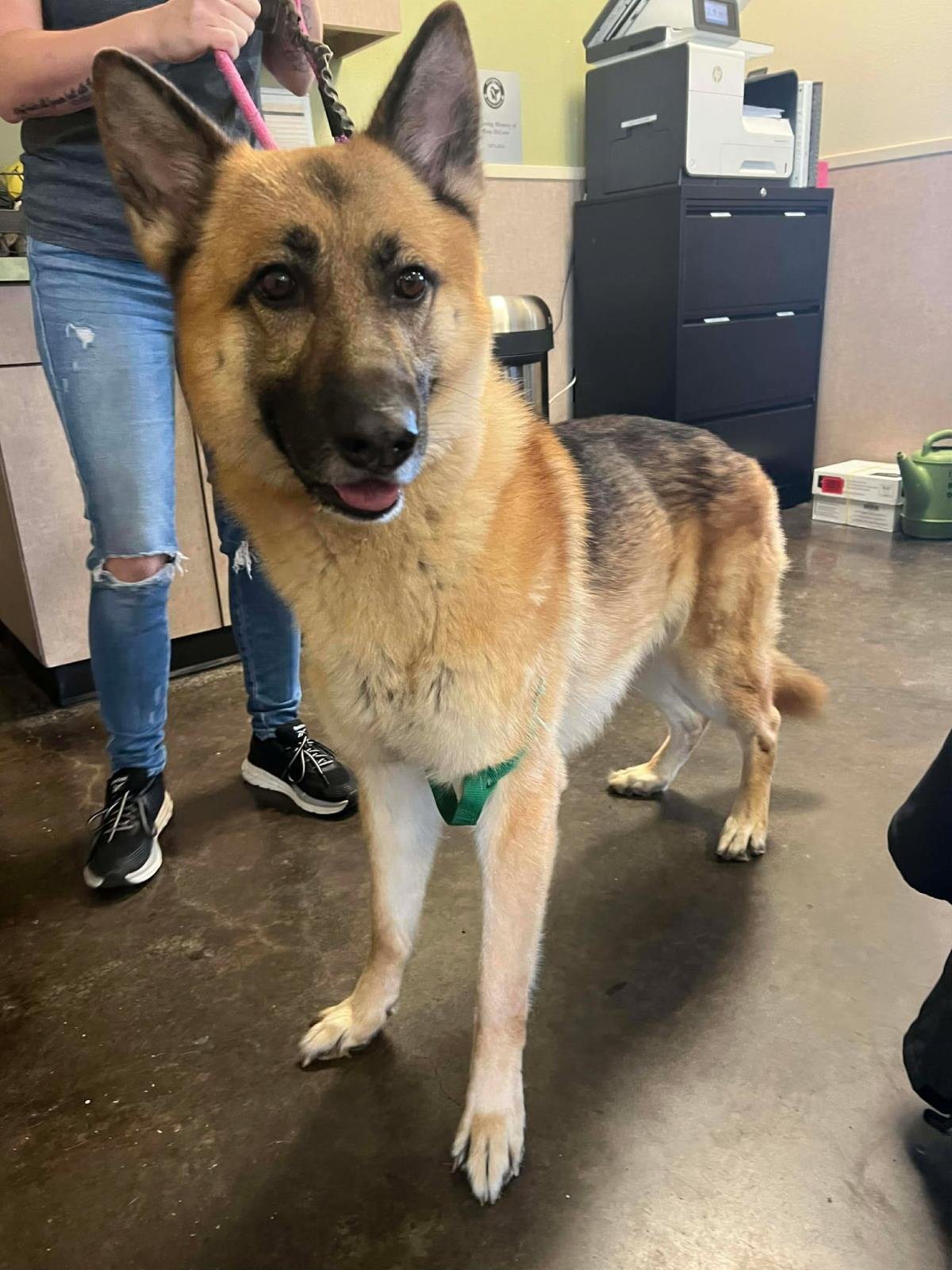 REX - German Shepherd Dog available for adoption