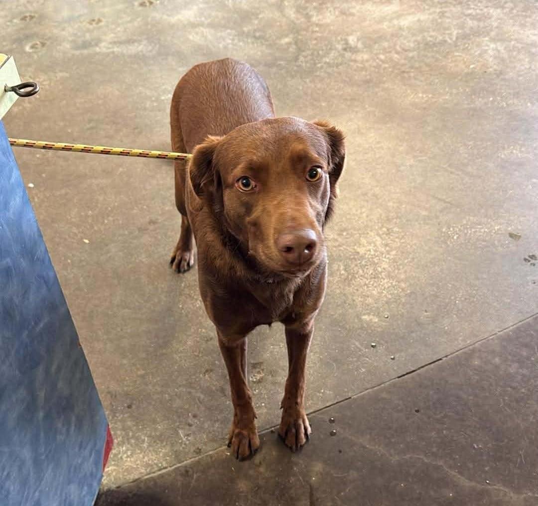 FOUND STRAY: LUNA - Labrador Retriever available for adoption