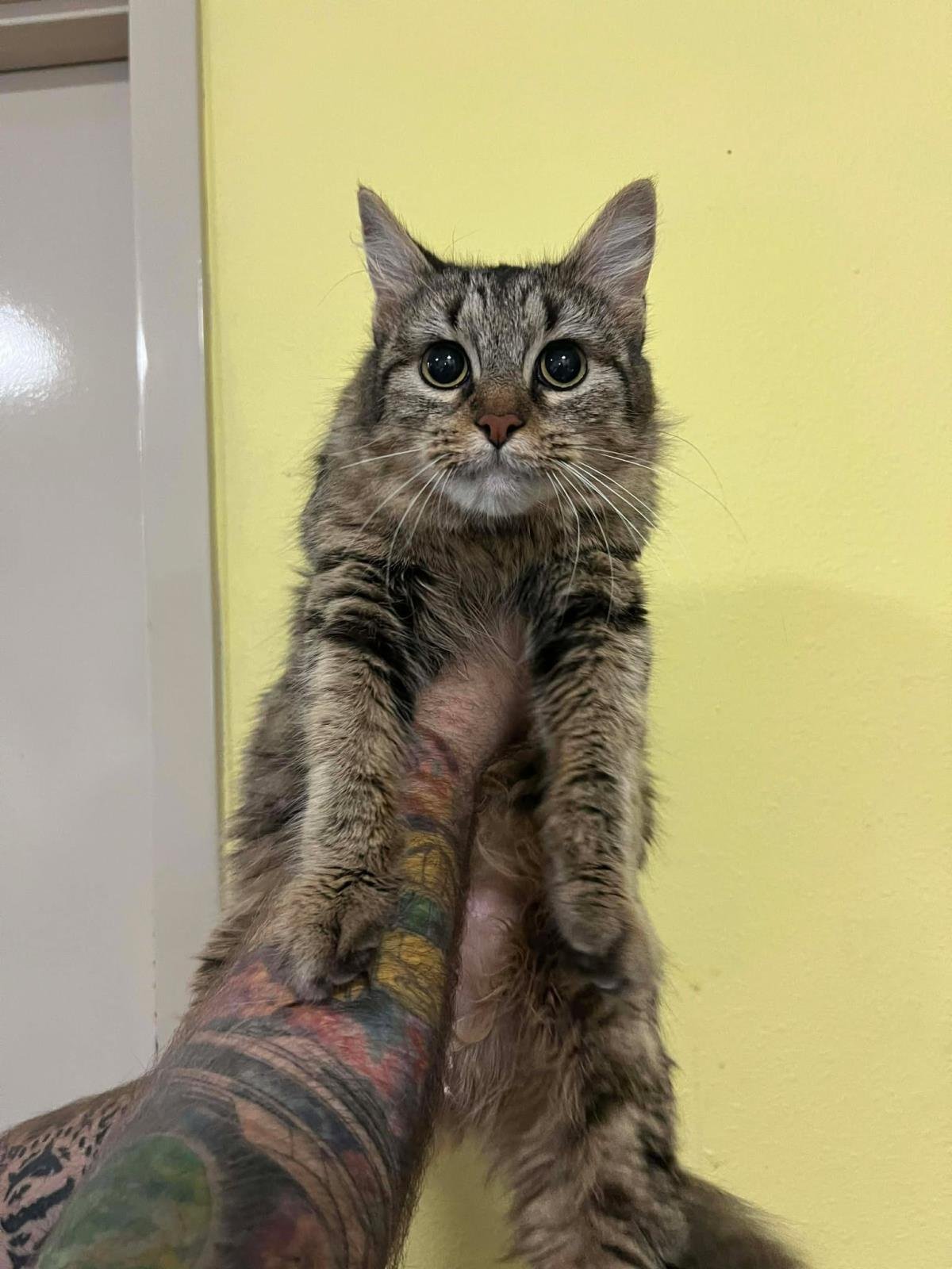 MAPLE - Domestic Medium Hair available for adoption