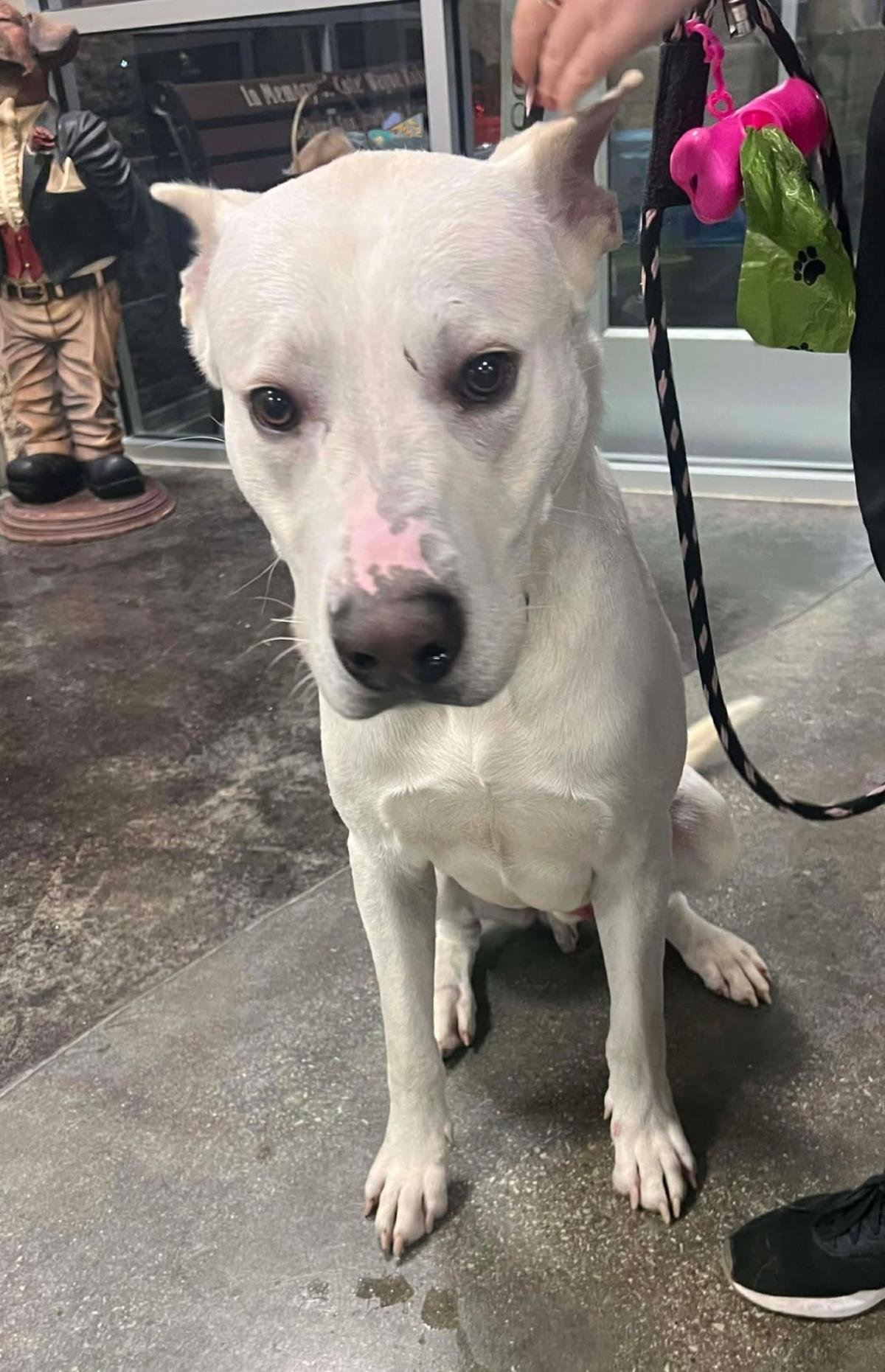 BAXTER - Shepherd available for adoption