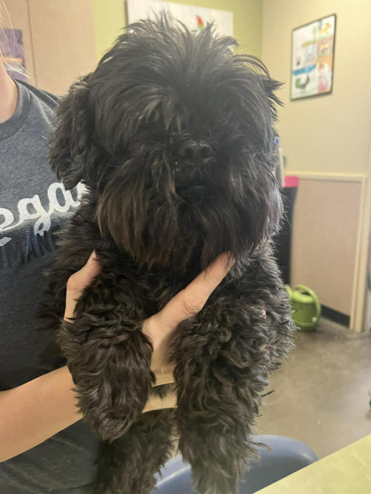 FOUND STRAY: OSCAR - Shih Tzu available for adoption