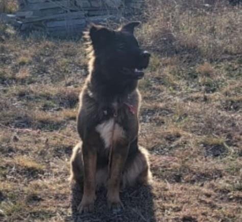 LUNA - German Shepherd Dog / Husky available for adoption